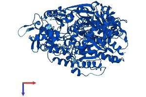 Aconitase 1 Protein (ACO1) (AA 1-889) (His tag)