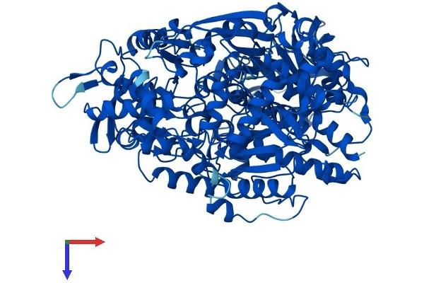 Aconitase 1 Protein (ACO1) (AA 1-889) (His tag)