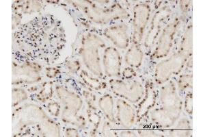 Immunoperoxidase of monoclonal antibody to NXF3 on formalin-fixed paraffin-embedded human kidney.