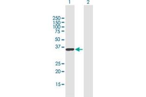 Western Blot analysis of RALYL expression in transfected 293T cell line by RALYL MaxPab polyclonal antibody.