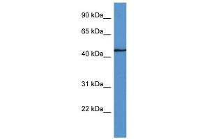 WB Suggested Anti-Fbxw4 Antibody Titration: 0.