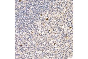 Immunohistochemistry (IHC) image for anti-Nuclear Receptor Subfamily 4, Group A, Member 1 (NR4A1) (AA 1-170) antibody (ABIN6144826)