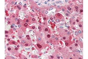 Human Liver (formalin-fixed, paraffin-embedded) stained with NDC80at 5 µg/ml followed by biotinylated anti-goat IgG secondary antibody, alkaline phosphatase-streptavidin and chromogen. (NDC80 Antikörper  (C-Term))