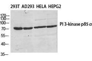 Western Blot (WB) analysis of specific cells using PI 3-kinase p85beta Polyclonal Antibody.