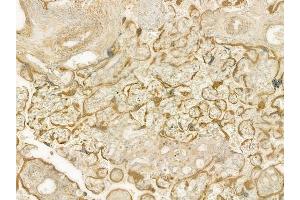 ABIN6260875 and ABIN6277709 at 1/100 staining human normal placenta tissue by IHC-P. (Chloride Channel 5 Antikörper  (Internal Region))