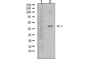 Western blot analysis of extracts from mouse brain, using MPRA Antibody. (PAQR7 Antikörper  (C-Term))