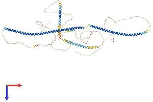 LCA5 Protein (AA 1-697) (His tag)