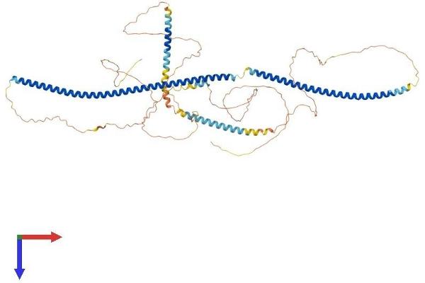 LCA5 Protein (AA 1-697) (His tag)