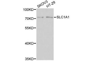 Western blot analysis of extracts of various cell lines, using SLC1A1 antibody (ABIN6003519) at 1/1000 dilution. (SLC1A1 Antikörper)