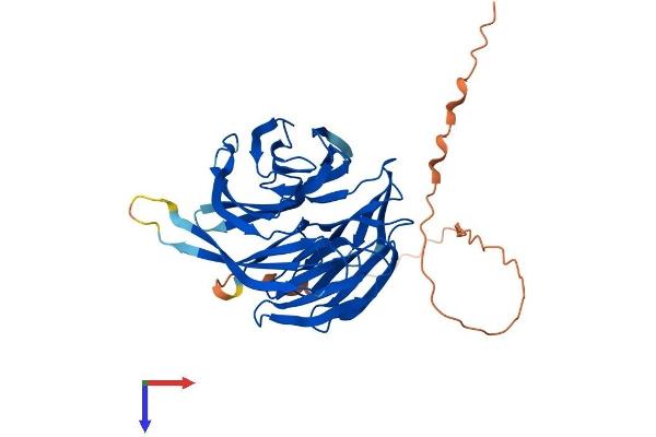 PAK1IP1 Protein (AA 1-382) (His tag)