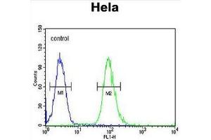 CLDN7 Antibody (C-term) flow cytometric analysis of Hela cells (right histogram) compared to a negative control cell (left histogram).