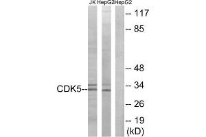 Western Blotting (WB) image for anti-Cyclin-Dependent Kinase 5 (CDK5) (Tyr15) antibody (ABIN1848070) (CDK5 Antikörper  (Tyr15))