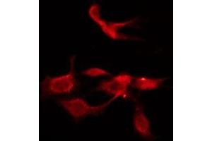 ABIN6275969 staining HepG2 by IF/ICC. (CHRM1 Antikörper  (C-Term))