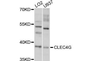 Western blot analysis of extracts of LO2 and U937 cells, using CLEC4G antibody. (CLEC4G Antikörper)