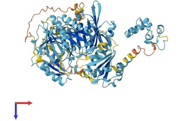 Advillin Protein (AVIL) (AA 1-819) (His tag)