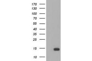 Western Blotting (WB) image for anti-Follicle Stimulating Hormone, beta Polypeptide (FSHB) antibody (ABIN1498316) (FSHB Antikörper)
