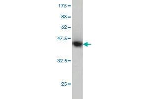 Western Blot detection against Immunogen (40. (FAK Antikörper  (AA 355-490))