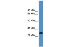 Image no. 1 for anti-CD27 Molecule (CD27) (C-Term) antibody (ABIN6745479) (CD27 Antikörper  (C-Term))