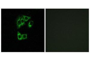 Immunofluorescence (IF) image for anti-GTPase, IMAP Family Member 2 (GIMAP2) (Internal Region) antibody (ABIN1851400) (GIMAP2 Antikörper  (Internal Region))
