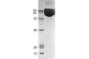 Western Blotting (WB) image for Leukocyte Immunoglobulin-Like Receptor, Subfamily B (With TM and ITIM Domains), Member 1 (LILRB1) (Transcript Variant 2) protein (ABIN2713799)