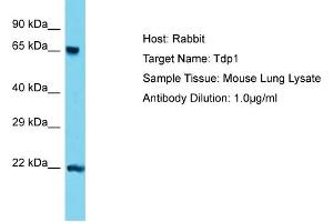 Host: Rabbit Target Name: Tdp1 Sample Type: Mouse Lung lysates Antibody Dilution: 1. (TDP1 Antikörper  (C-Term))