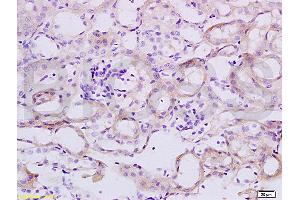 Immunohistochemistry (IHC) image for anti-Tumor Necrosis Factor (Ligand) Superfamily, Member 18 (TNFSF18) (AA 101-199) antibody (ABIN740535)