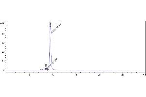 The purity of Anti-TGFb1 Reference Antibody (SRK181) is 97. (Rekombinanter TGFB1 Antikörper)