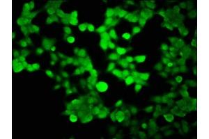Immunofluorescence (IF) image for anti-Histone H2B Type 1-K (HIST1H2BK) (AA 2-126) antibody (ABIN7155403)