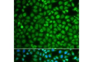 Immunofluorescence analysis of A549 cells using ZNF346 Polyclonal Antibody (ZNF346 Antikörper)