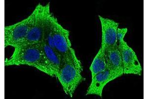 Fig. (CSF1R Antikörper  (AA 344-497))