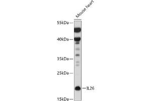 Western blot analysis of extracts of Mouse heart, using IL26 antibody (ABIN7267996) at 1:500 dilution. (IL-26 Antikörper  (AA 22-100))