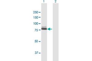 Western Blot analysis of CAPN12 expression in transfected 293T cell line by CAPN12 MaxPab polyclonal antibody. (CAPN12 Antikörper  (AA 1-719))