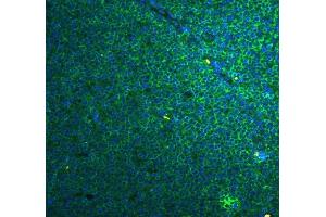 anti-Caspase 4, Apoptosis-Related Cysteine Peptidase (CASP4) (AA 111-194) antibody