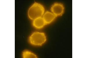 Detection of CD34 in human chronic myeloid leukemia cell line MOLM-7 with anti-human CD34 PE. (CD34 Antikörper  (APC))