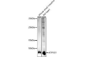 ATP5G1 antibody