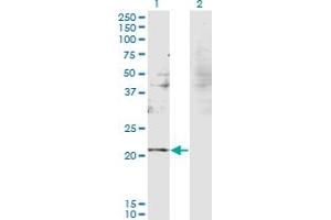 RBM8A Antikörper  (AA 1-174)