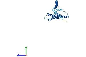 AlphaFold protein structure predicition of Mouse Recombinant Lztfl1 Protein, UniprotID Q9JHQ5 (LZTFL1 Protein (AA 1-299) (His tag))