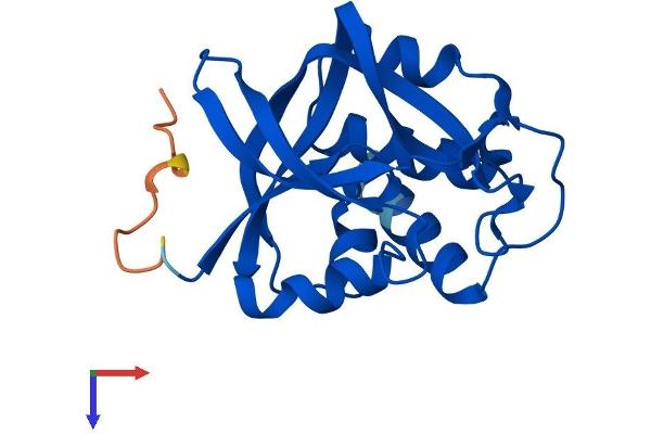 GGCT Protein (AA 1-188) (His tag)