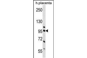 Western blot analysis in human placenta tissue lysates (35ug/lane). (Nucleolin Antikörper  (AA 276-304))