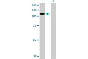 Western Blot analysis of FLT1 expression in transfected 293T cell line by FLT1 MaxPab polyclonal antibody. (FLT1 Antikörper  (AA 1-687))