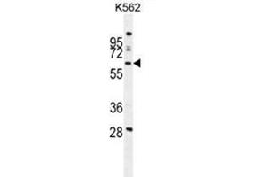 WDR49 Antibody (C-term) western blot analysis in K562 cell line lysates (35 µg/lane). (WDR49 Antikörper  (C-Term))