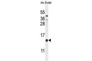 CCDC126 Antibody (C-term) western blot analysis in mouse liver tissue lysates (35µg/lane). (CCDC126 Antikörper  (C-Term))