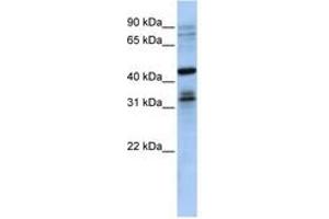 Image no. 1 for anti-Musashi Homolog 2 (MSI2) (N-Term) antibody (ABIN6740711) (MSI2 Antikörper  (N-Term))
