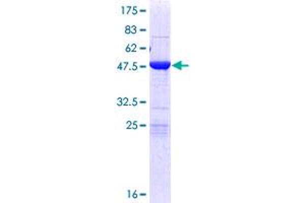 MOBKL2A Protein (AA 1-217) (GST tag)