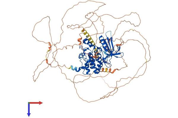 AAK1 Protein (AA 1-961) (His tag)