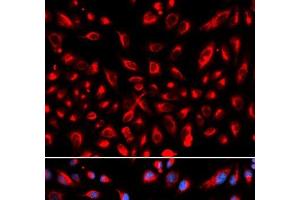 Immunofluorescence analysis of U2OS cells using CLDN11 Polyclonal Antibody (Claudin 11 Antikörper)