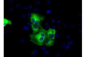 Anti-C17orf28 mouse monoclonal antibody (ABIN2452860) immunofluorescent staining of COS7 cells transiently transfected by pCMV6-ENTRY C17orf28 (RC206740). (HID1/DMC1 Antikörper)