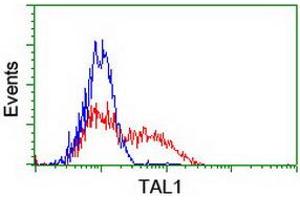 HEK293T cells transfected with either RC222628 overexpress plasmid (Red) or empty vector control plasmid (Blue) were immunostained by anti-TAL1 antibody (ABIN2455286), and then analyzed by flow cytometry. (TAL1 Antikörper)