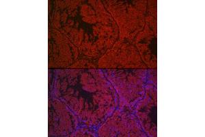 Immunofluorescence analysis of mouse testis cells using LHCGR Rabbit pAb (ABIN6128180, ABIN6143185, ABIN6143186 and ABIN6221866) at dilution of 1:500 (40x lens). (LHCGR Antikörper  (AA 200-360))