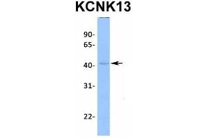 Host:  Rabbit  Target Name:  KCNK13  Sample Type:  721_B  Antibody Dilution:  1. (KCNK13 Antikörper  (C-Term))